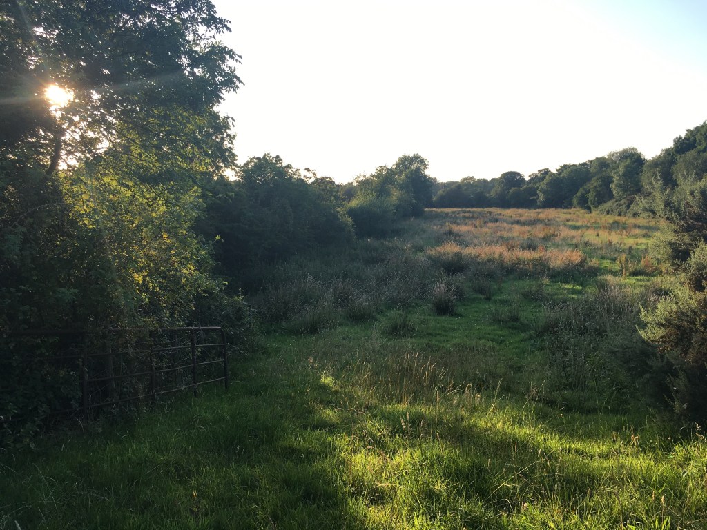 Matthew 13: Wheat and Weeds