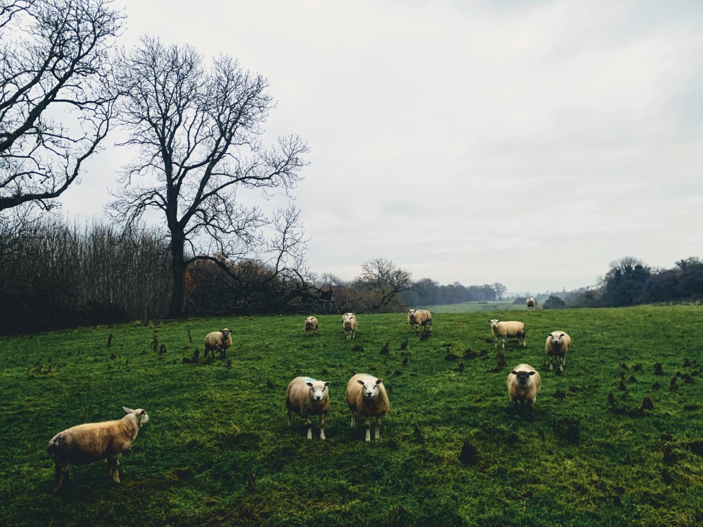 Psalm 23  – Finding Comfort in the Midst of&nbsp;Chaos